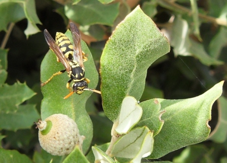 Polistes dominulus?